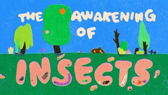 The Awakening of Insects Trailer