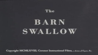 The Barn Swallow Trailer