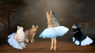 The Battle for Swan Lake Trailer