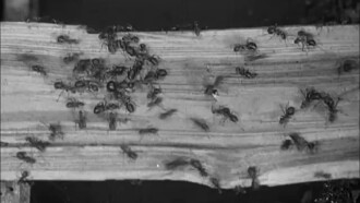 The Battle of the Ants Trailer