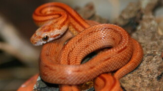 The Beauty of Snakes Trailer