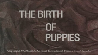 The Birth of Puppies Trailer