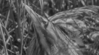 The Bittern Trailer
