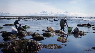 The Bountiful Land - Icelandic Food Tradition and Food History Trailer