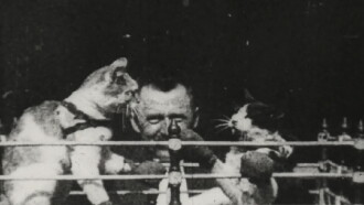 The Boxing Cats Trailer
