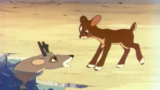 The Brave Little Deer Trailer