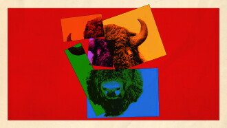 The Buffalo Hunt Trailer