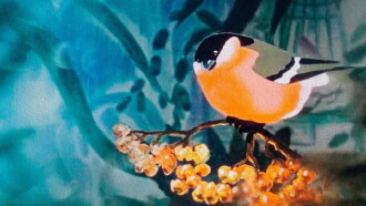 The Bullfinch Trailer