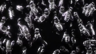 The Candy Man 1952 Trailer