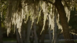 The Captain & The Super Clams Trailer