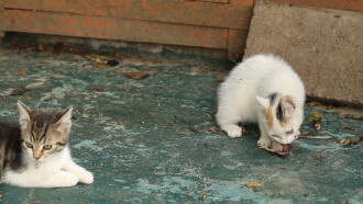 The Cat: A Cuddly Killer Trailer