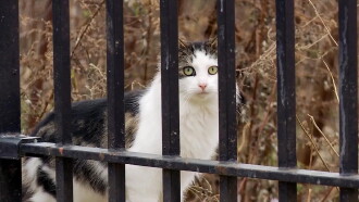 The Cat Rescuers Trailer