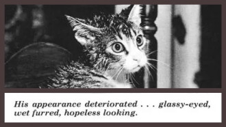 The Cat That Drank and Used Too Much Trailer