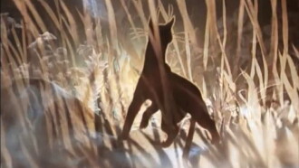 The Cat Who Walked by Herself Trailer