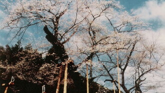 The Cherry Tree with Gray Blossoms Trailer