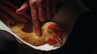 The Chicken Trailer