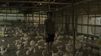 The Chicken Who isn't There Trailer
