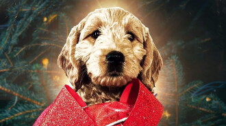 The Christmas Doodle Trailer
