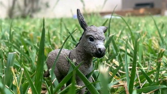 The Conversations of Donkey and Rabbit Trailer