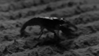 The Cornshukker Trailer