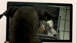 The Cosmopolitics of Animals Trailer