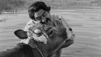 The Cow Trailer