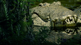 The Croc That Ate Jaws Trailer