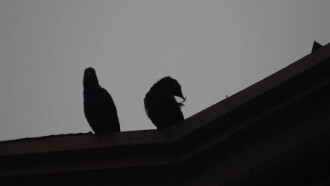 The Day When the Crows Were Present Trailer