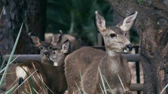 The Deer Divide Trailer