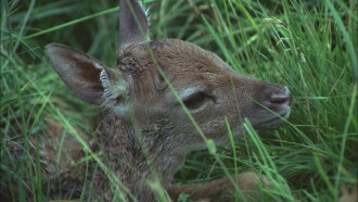 The Deer Garden: The Romantic Forest Trailer