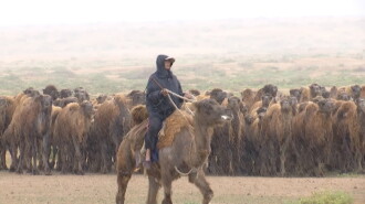 The Disappearing Camel Caravan Trailer