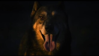 The Dog in My Headlights Trailer