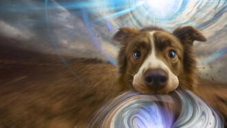 The Dog of Many Tomorrows Trailer