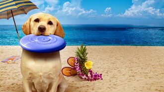 The Dog Who Saved Summer Trailer