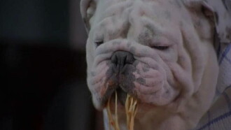 The Dogfather Trailer