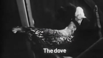 The Dove Trailer