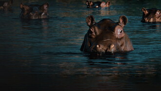 The Drug Lord's Hippos Trailer