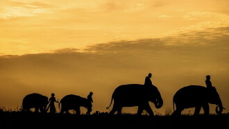 The Elephant Keeper Trailer