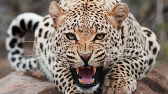 The End of the Big Cats Trailer