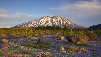 The Eruption of Mount St. Helens! Trailer