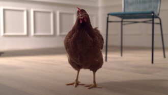 The Eye of the Hen Trailer