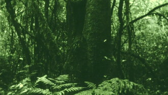 The Eyes in the Woods and the Taste in the Water Trailer