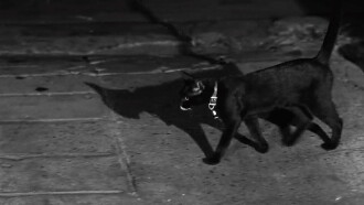 The Fat Black Pussycat Trailer