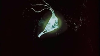 The Firefly Trailer