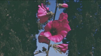 The Flowers Stand Silently, Witnessing Trailer