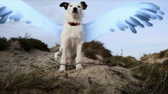 The Flying Dog Trailer