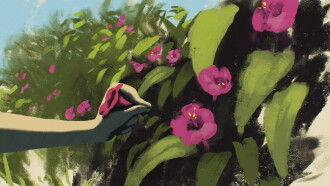 The Four O'clock Flower Trailer