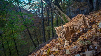 The Fragile Return Of The Lynx Trailer