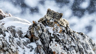 The Frozen Kingdom of the Snow Leopard Trailer
