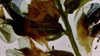 The Garden of Earthly Delights Trailer
